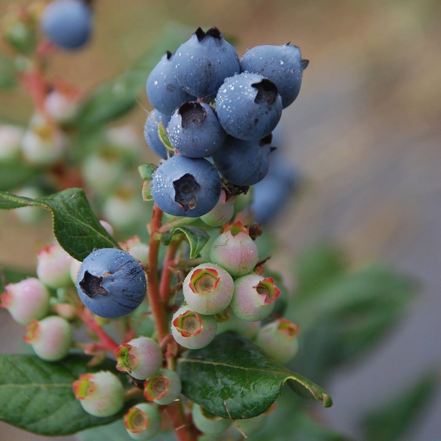 Perpetua¬™ Blueberry 1 Gallon / 1 Plant