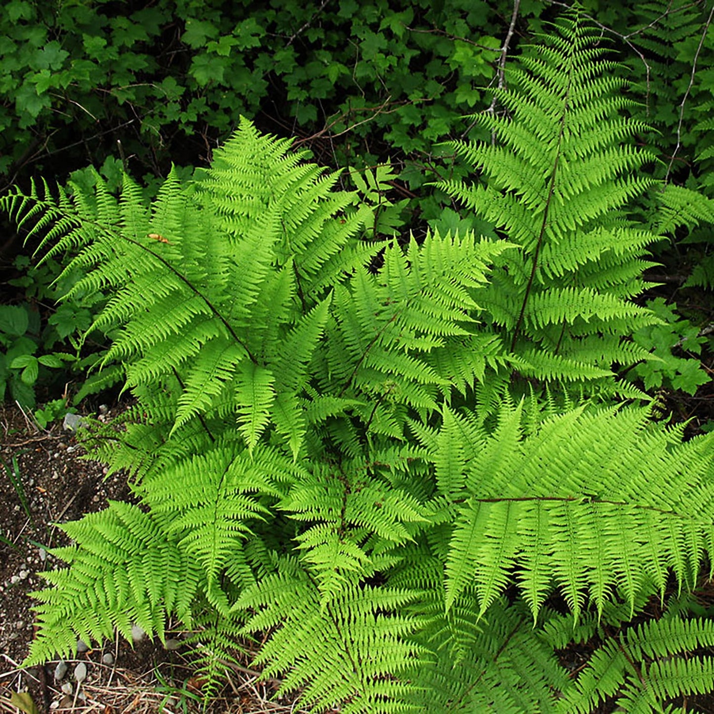 Lady Fern