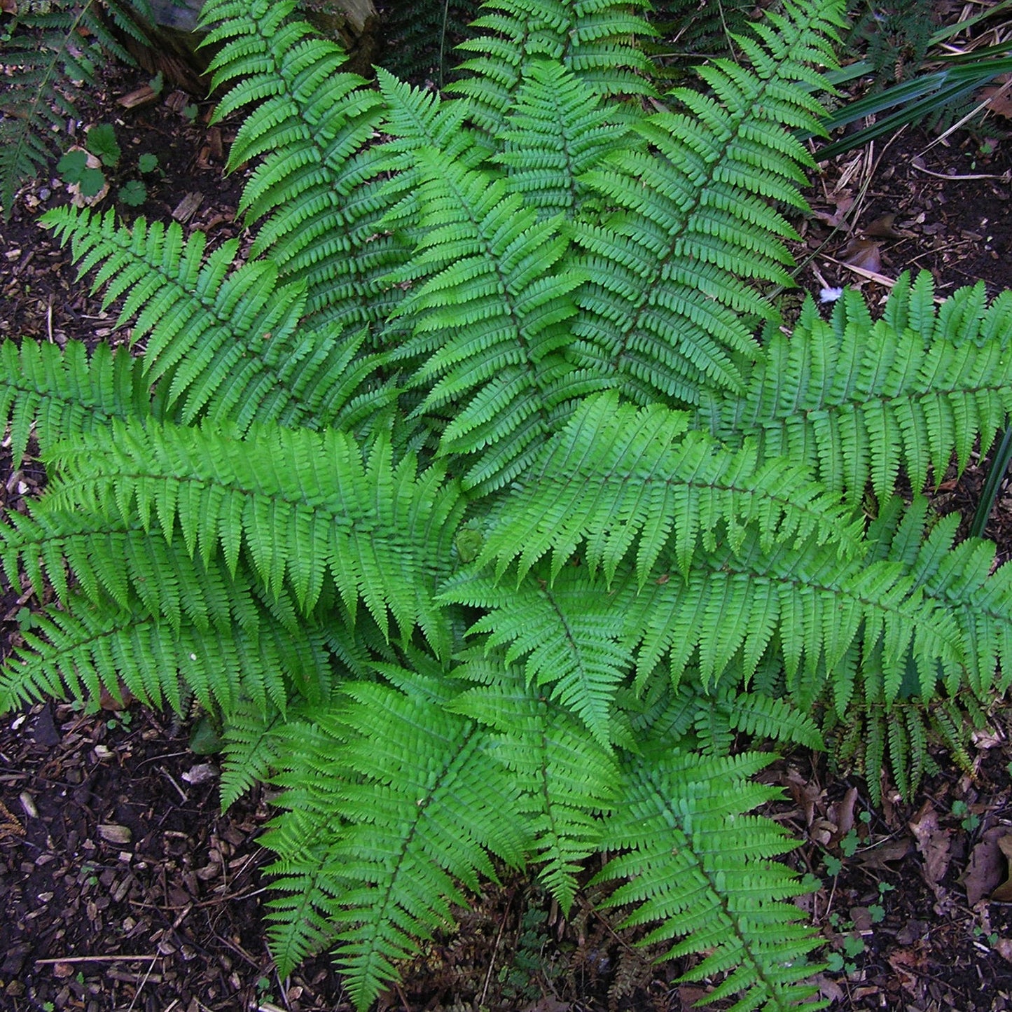 Christmas Fern