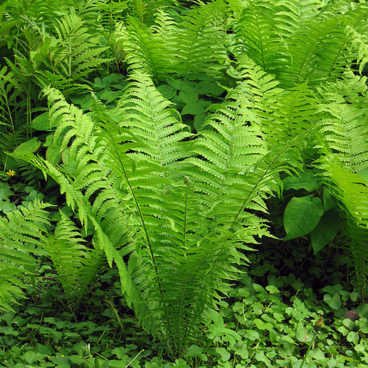 Ostrich Fern (Fiddlehead) 1 Gallon