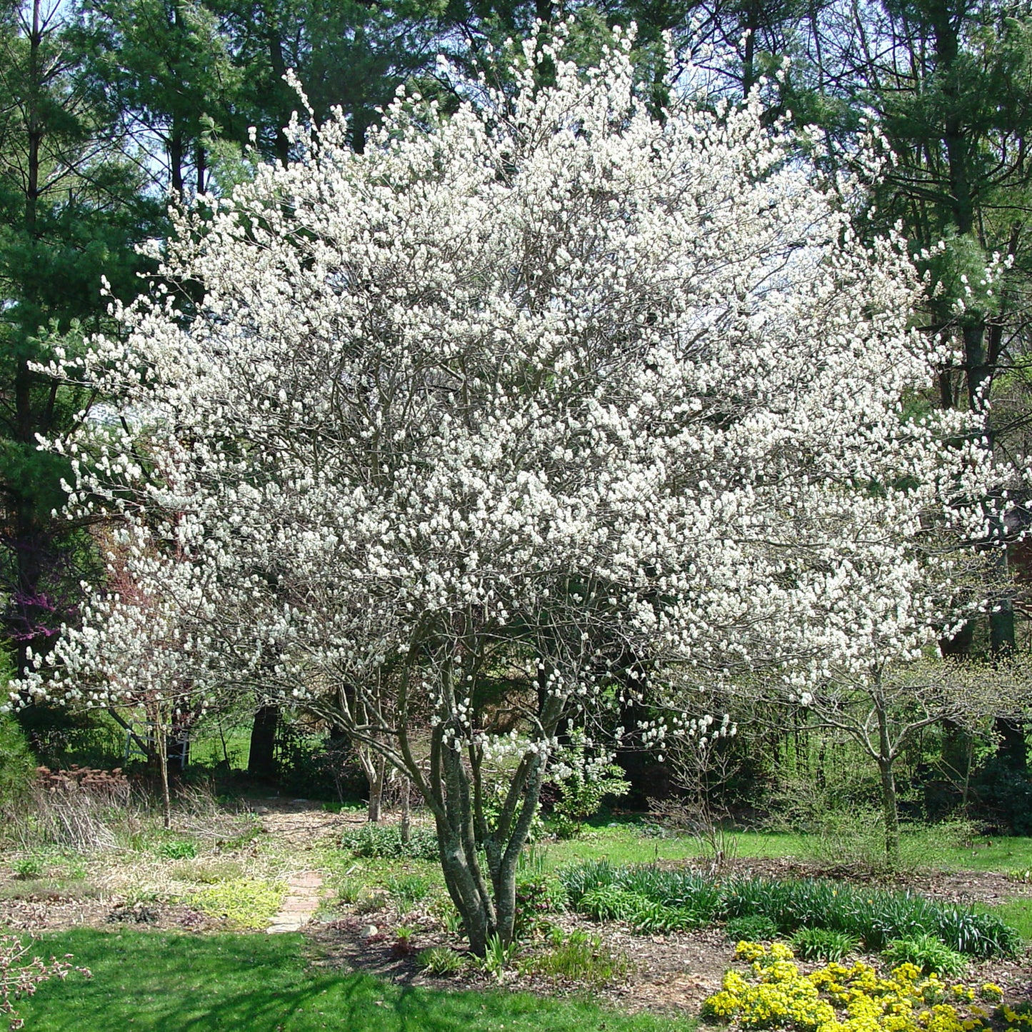 Canadian Serviceberry 2 Gallon