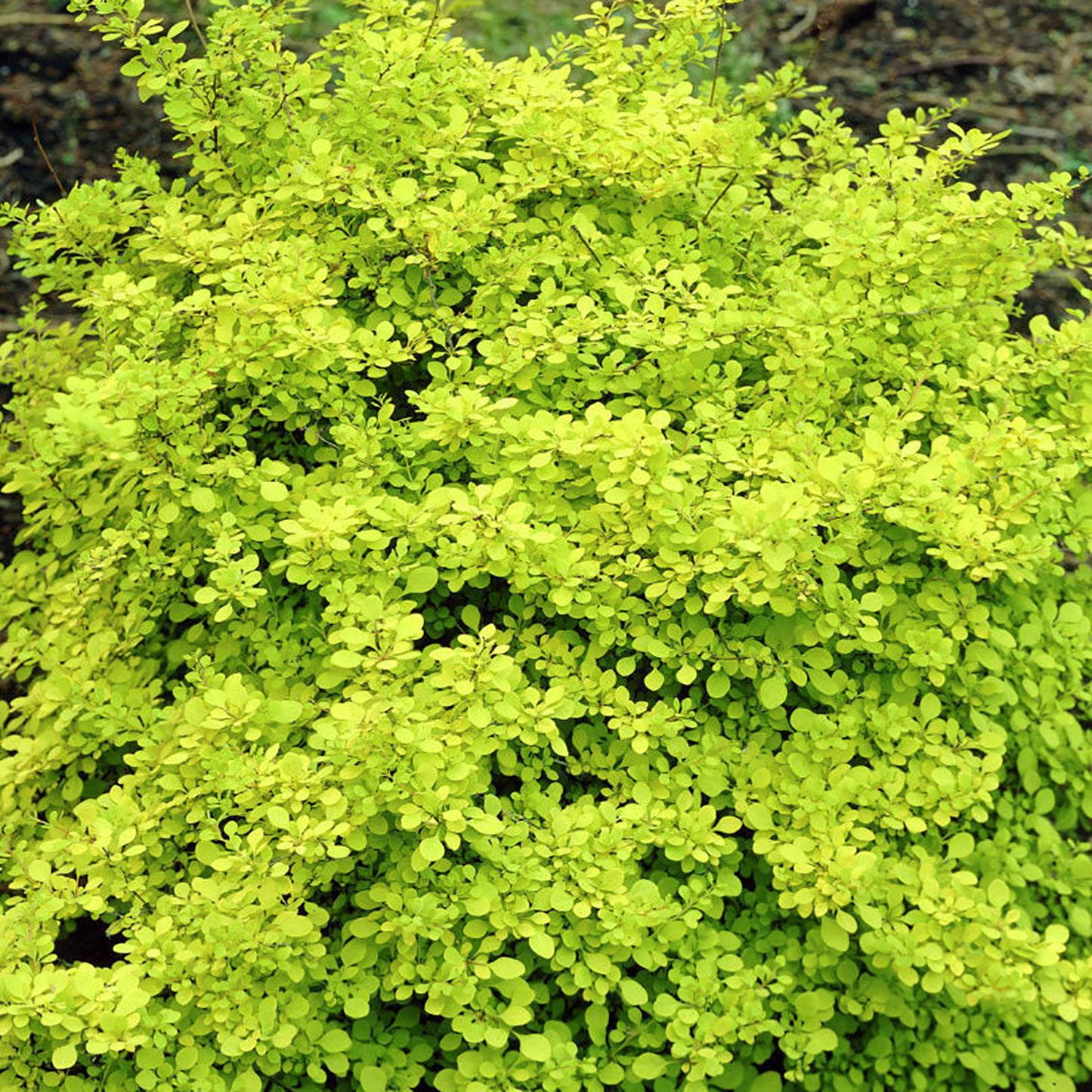 Dwarf Golden Japanese Barberry 2 Gallon