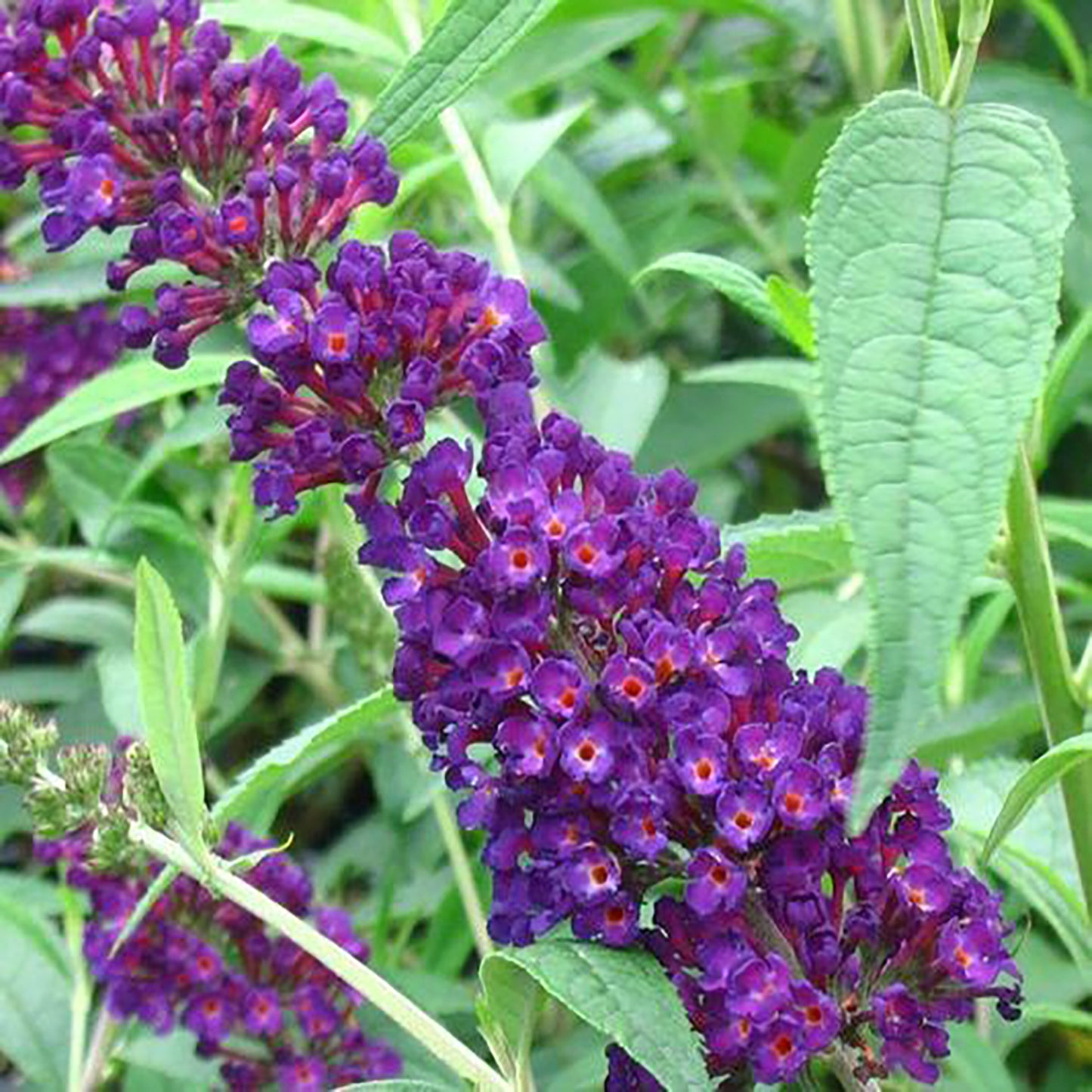 Black Knight Butterfly Bush 2 Gallon