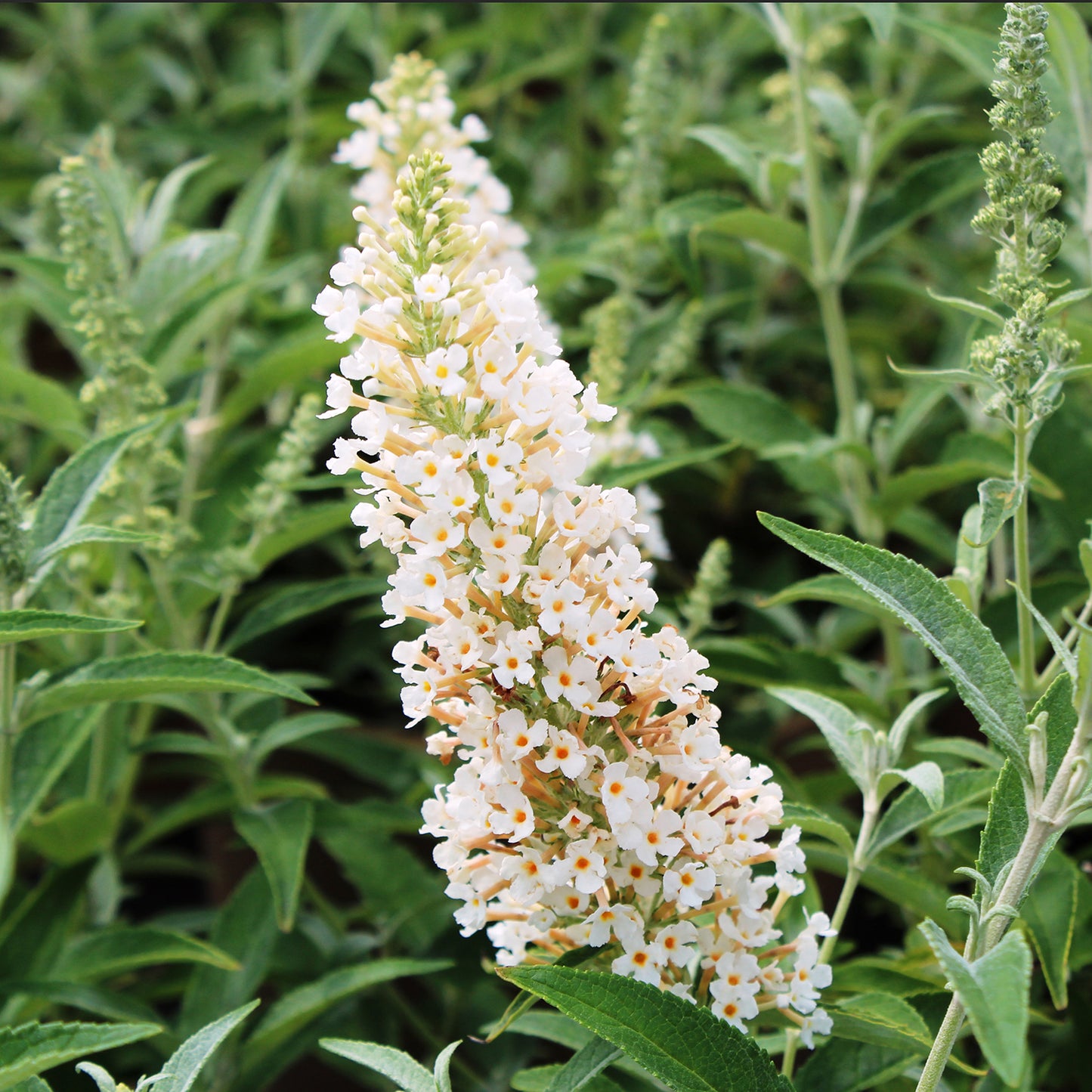 Buzz - Ivory Butterfly Bush 2 Gallon