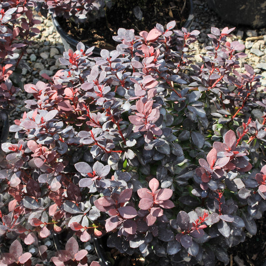 Concorde Japanese Barberry 2 Gallon