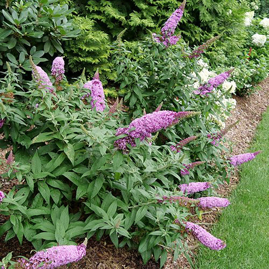 Pugster Pinker¬™ Butterfly Bush 2 Gallon / 1 Plant