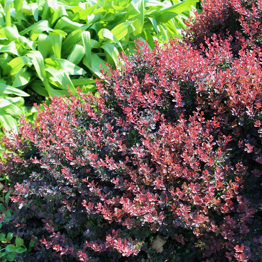 Royal Burgundy Japanese Barberry 2 Gallon