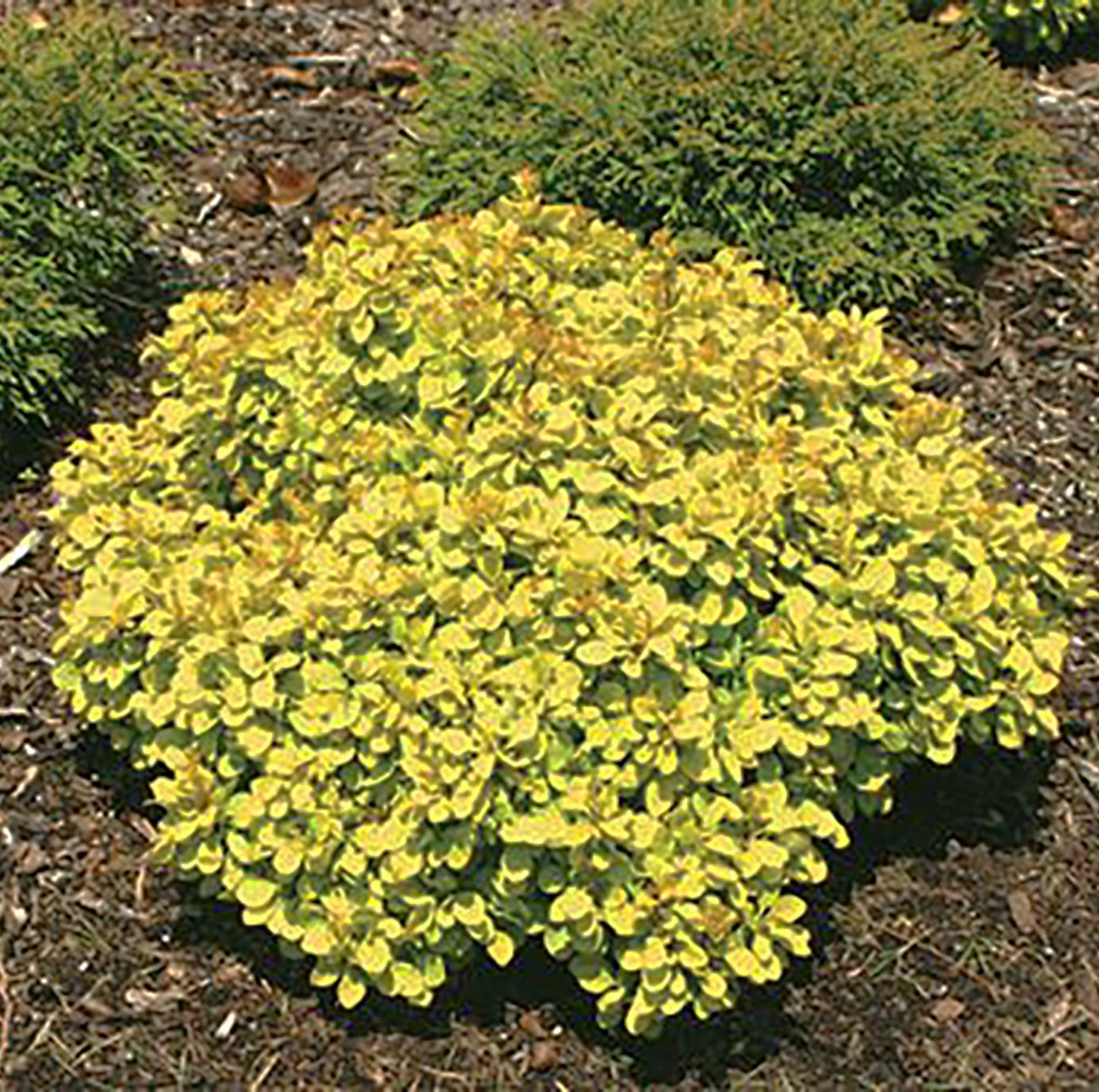 Sunsation Japanese Barberry