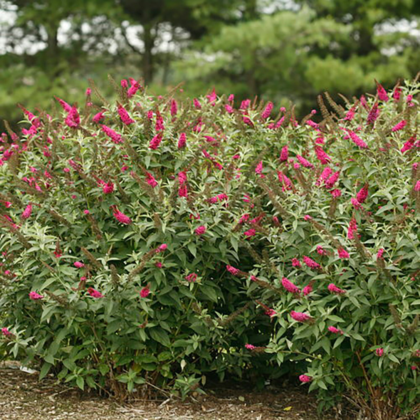 Miss Molly Butterfly Bush 2 Gallon