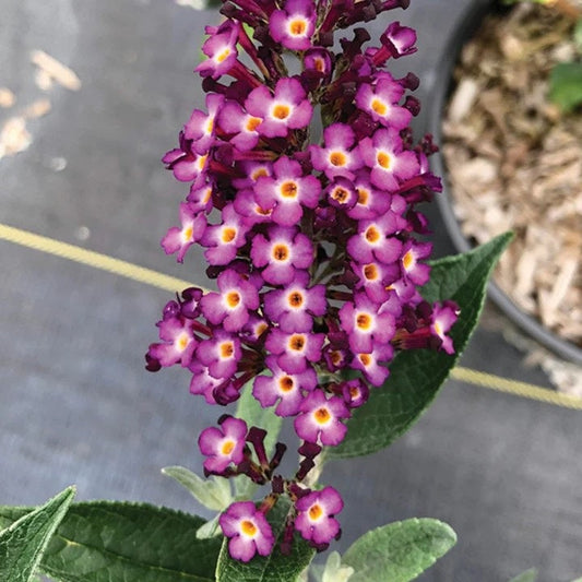 Blueberry Pie¬™ Butterfly Bush 2 Gallon / 1 Plant