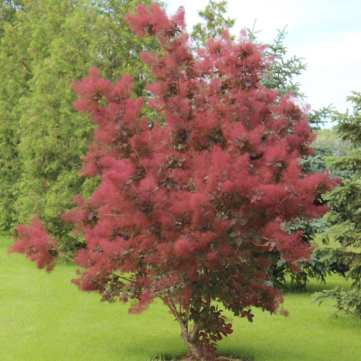 Royal Purple Smokebush 2 Gallon