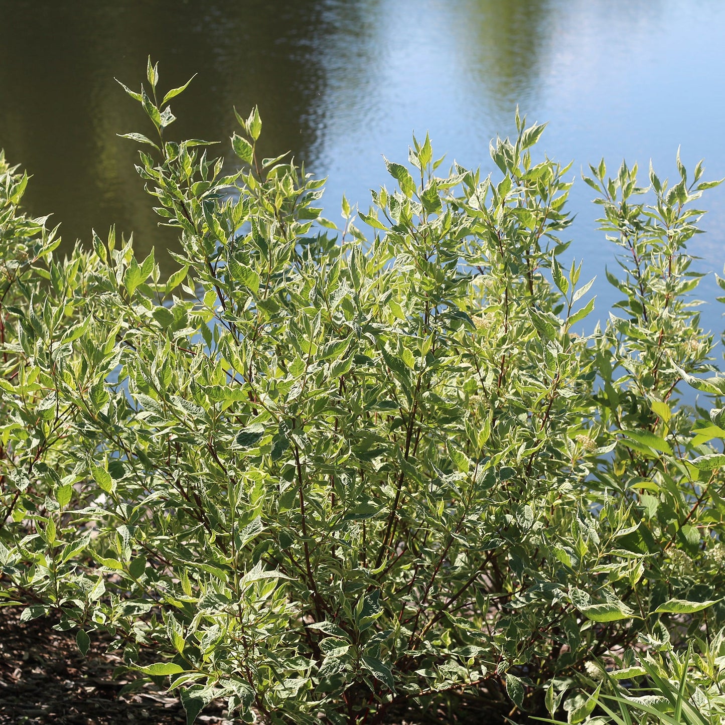 Ivory Halo Dogwood