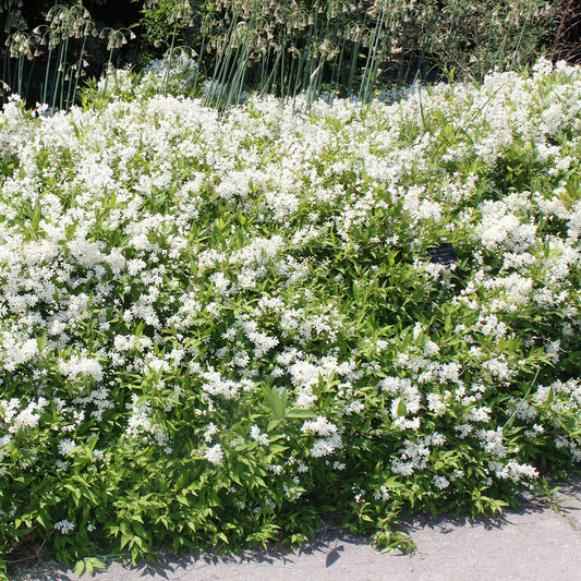 Compact Lemoine Deutzia 2 Gallon