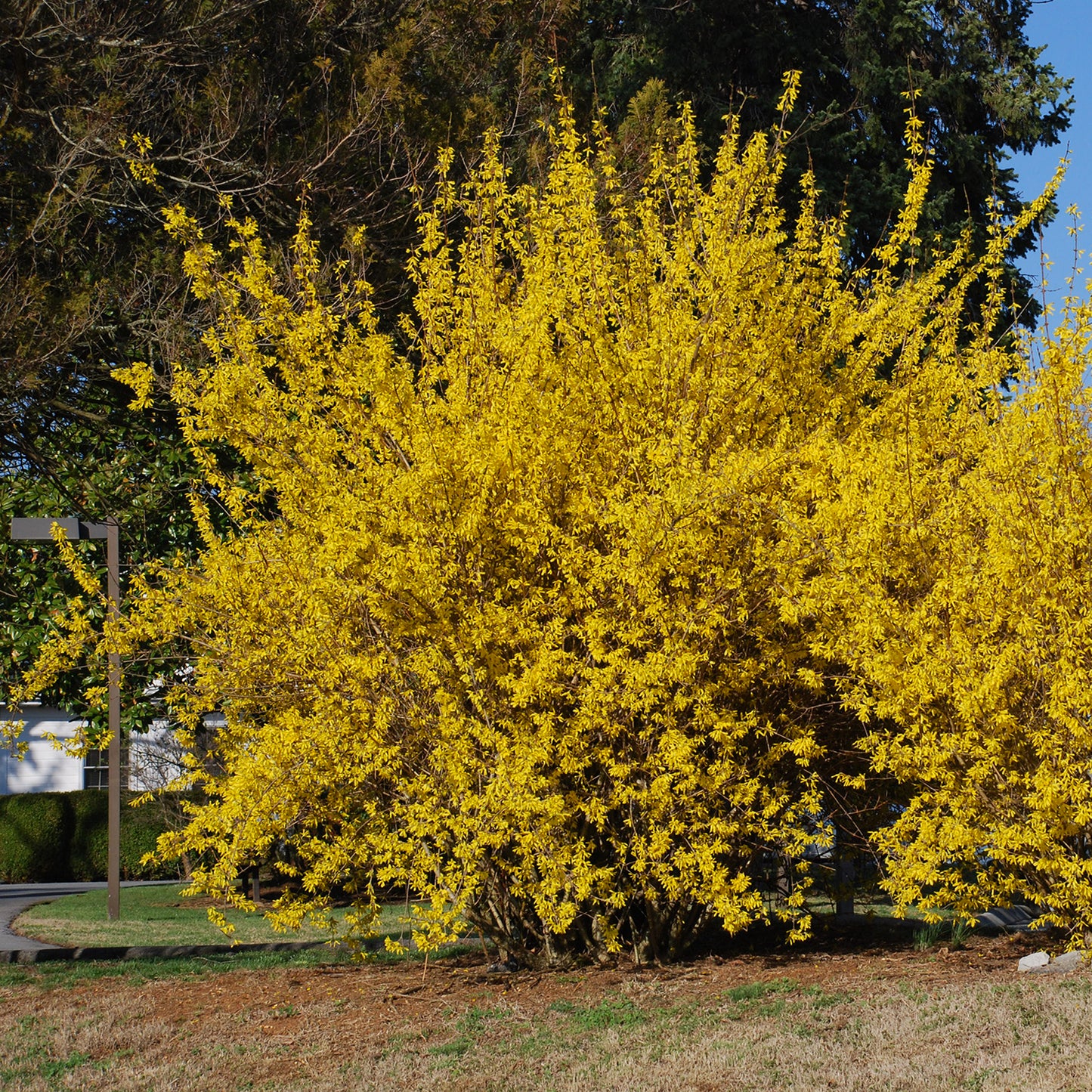 Northern Gold Forsythia 2 Gallon