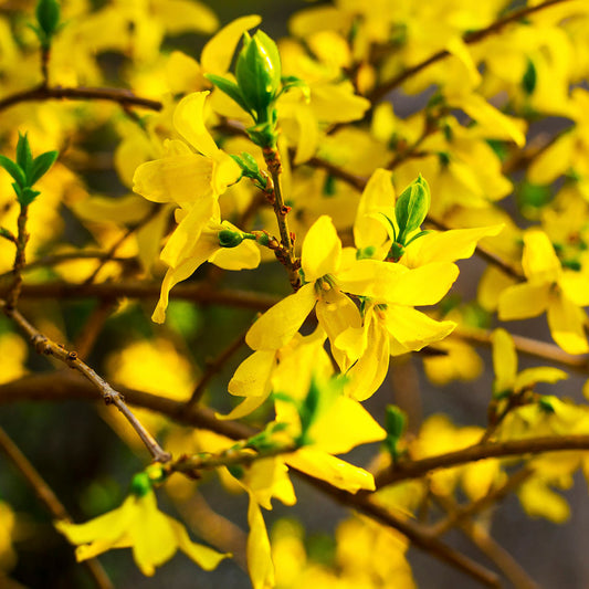 Starlet Forsythia 2 Gallon