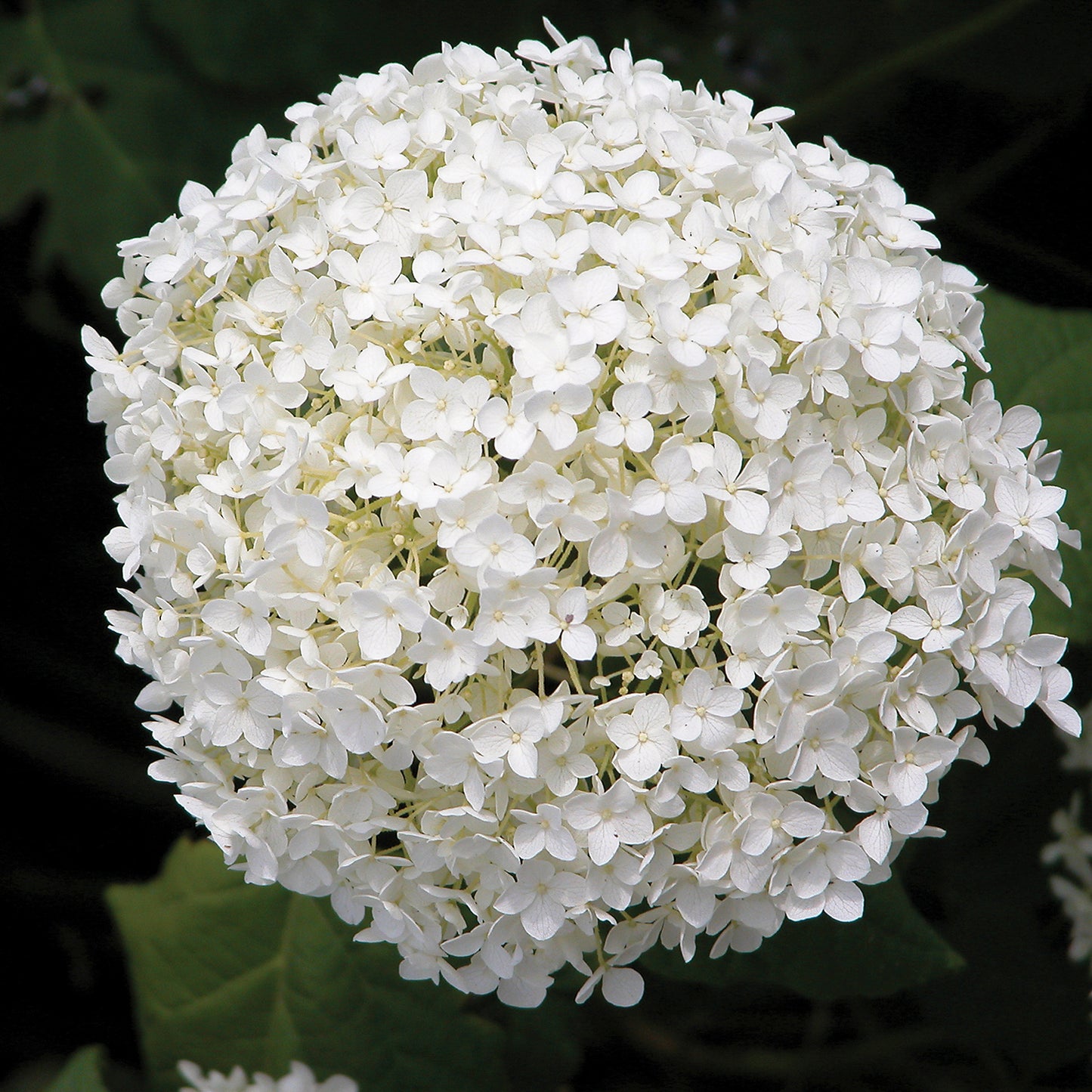 Annabelle Hydrangea 2 Gallon