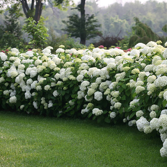 Incrediball Hydrangea 2 Gallons / 1 Pack