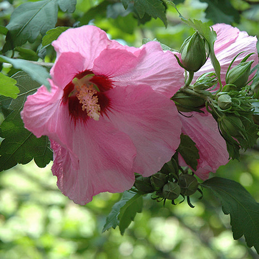 Aphrodite Rose of Sharon/Althea 2 Gallon