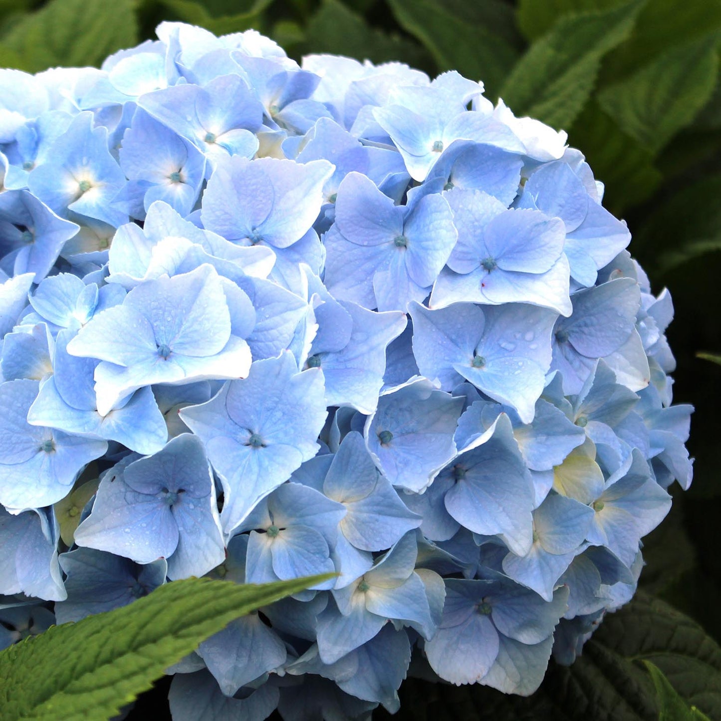 Blue Heaven Hydrangea 2 Gallon