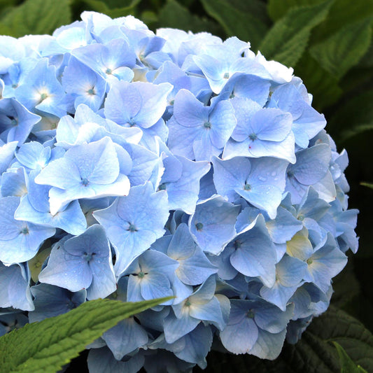 Blue Heaven Hydrangea 2 Gallon