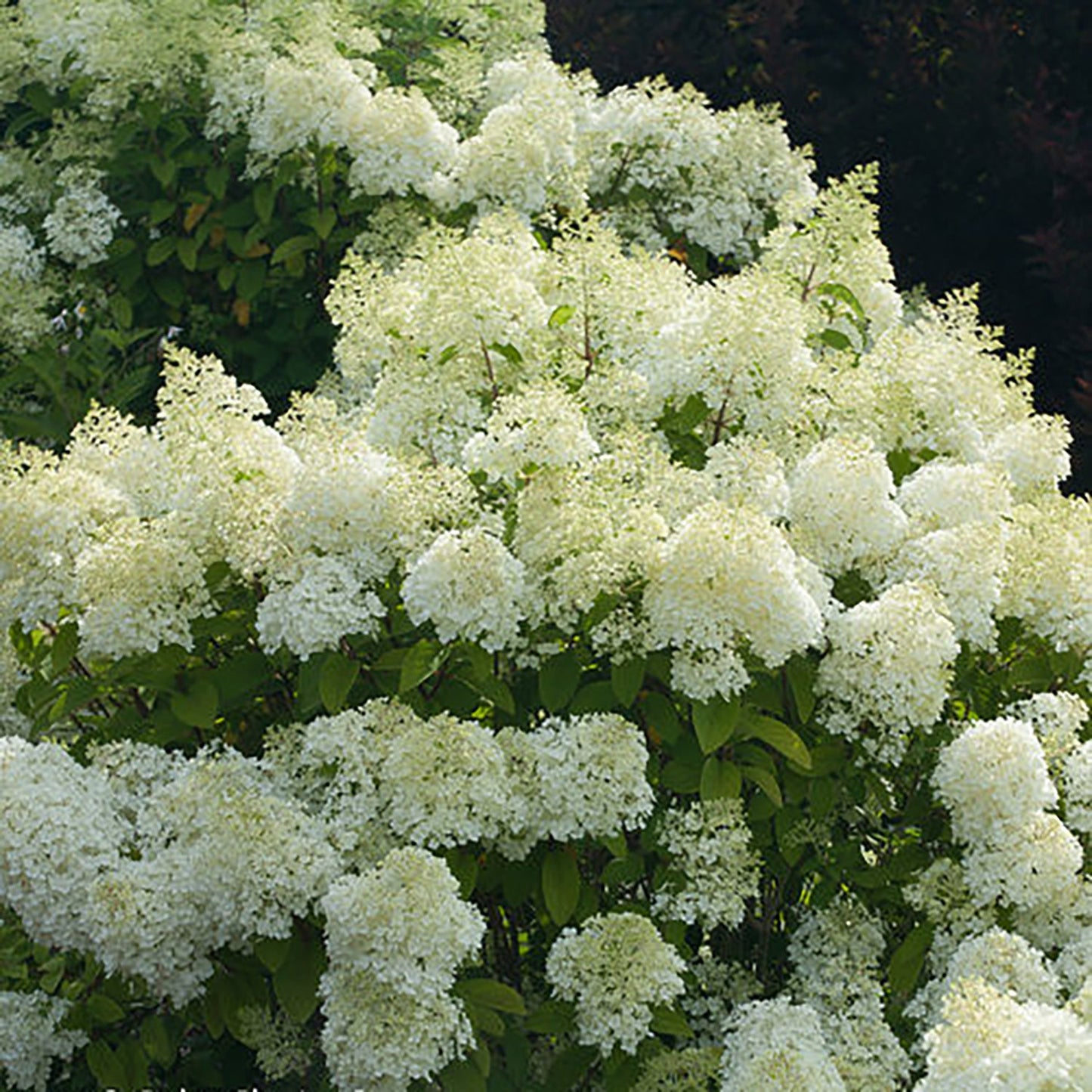 Bobo Hydrangea