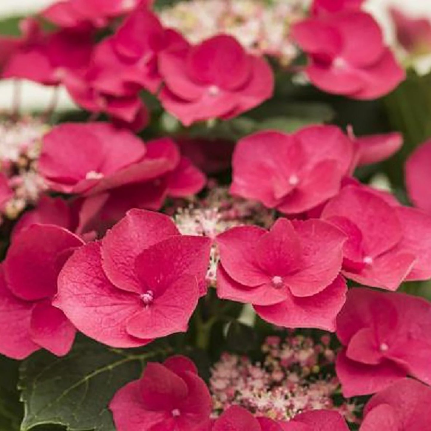 Cherry Explosion Hydrangea