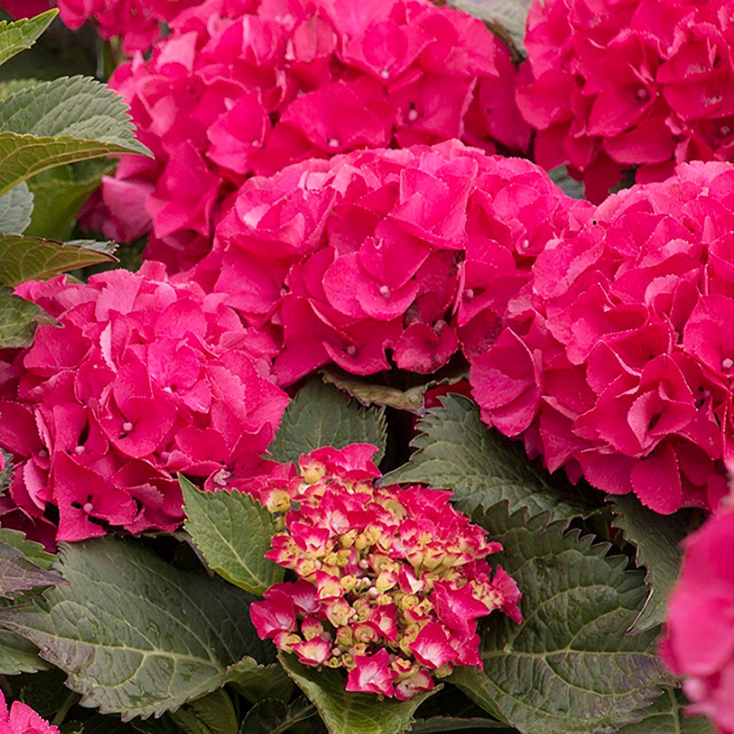 Paris Bigleaf Hydrangea