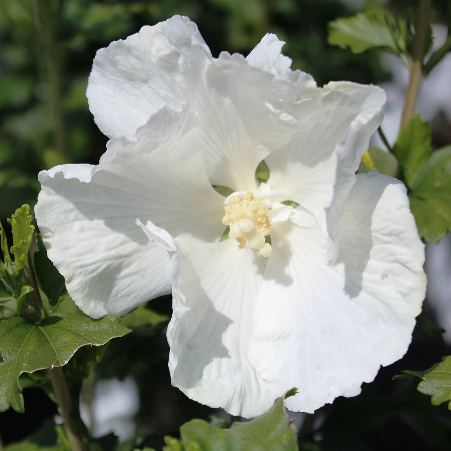 Diana Rose of Sharon/Althea 2 Gallon