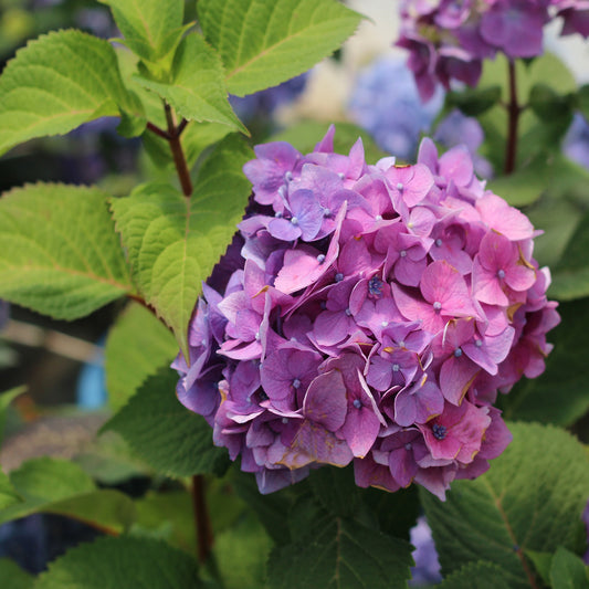 Bloomstruck Endless Summer Hydrangea 2 Gallon