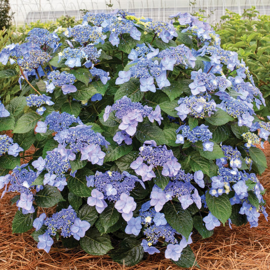 Pop Star - Endless Summer Hydrangea 2 Gallon