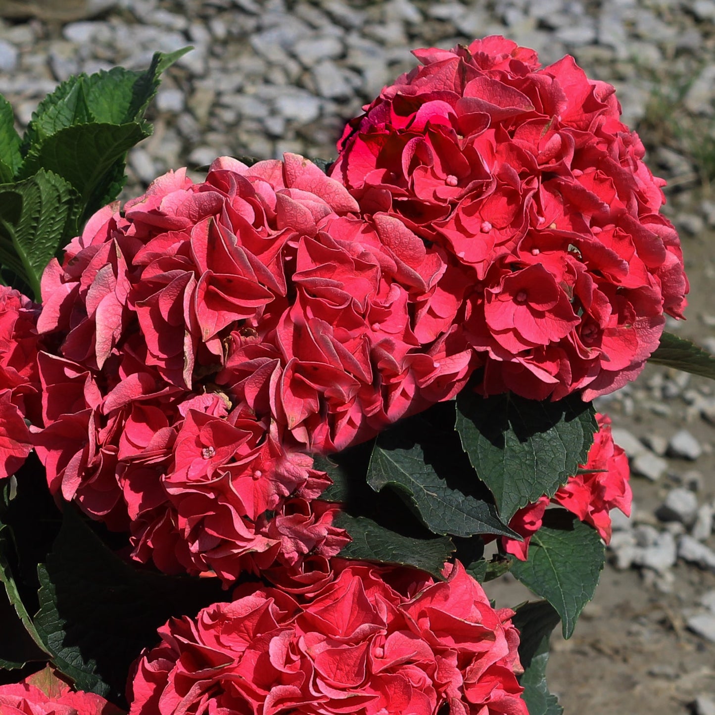 Crimson Hydrangea