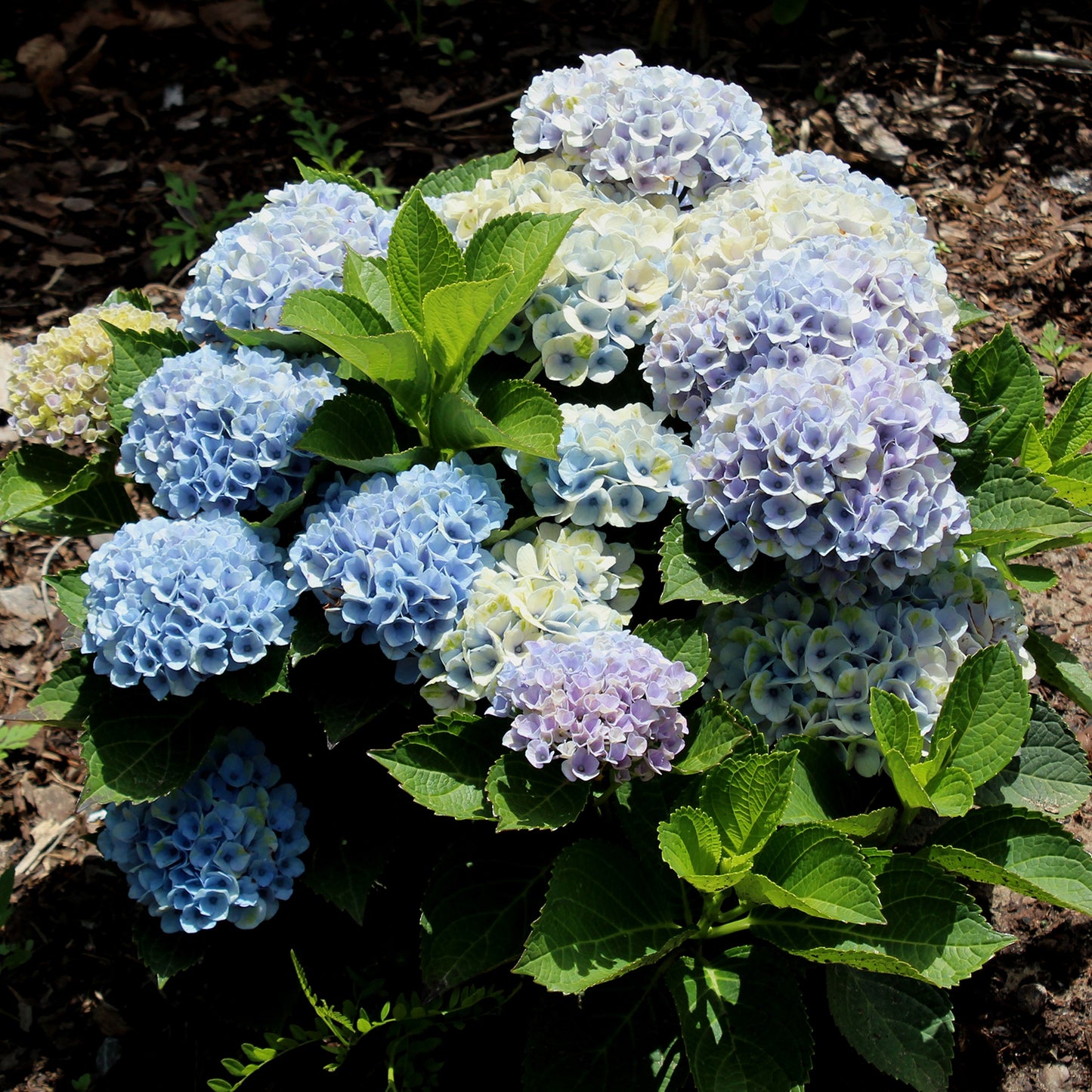 Revolution Hydrangea 2 Gallon