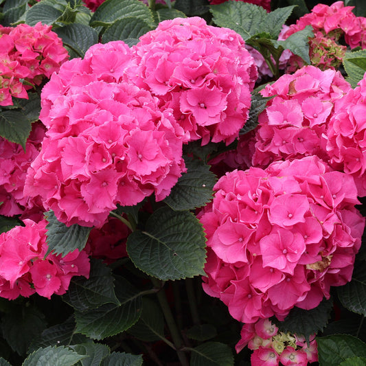 Forever Pink Hydrangea