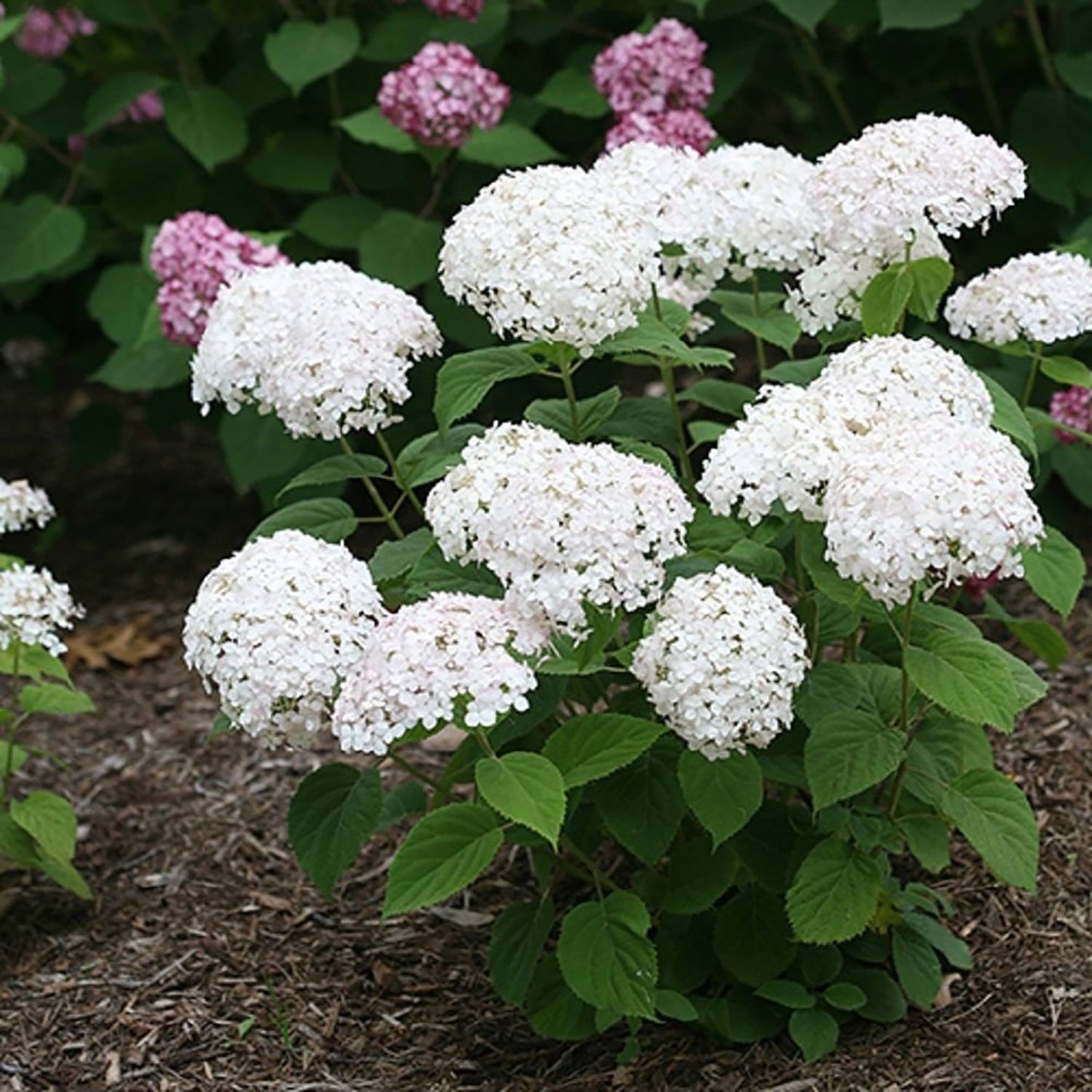 Invincibelle Wee White Smooth Hydrangea