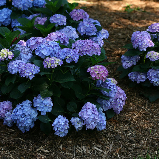 Let's Dance Blue Jangles Hydrangea