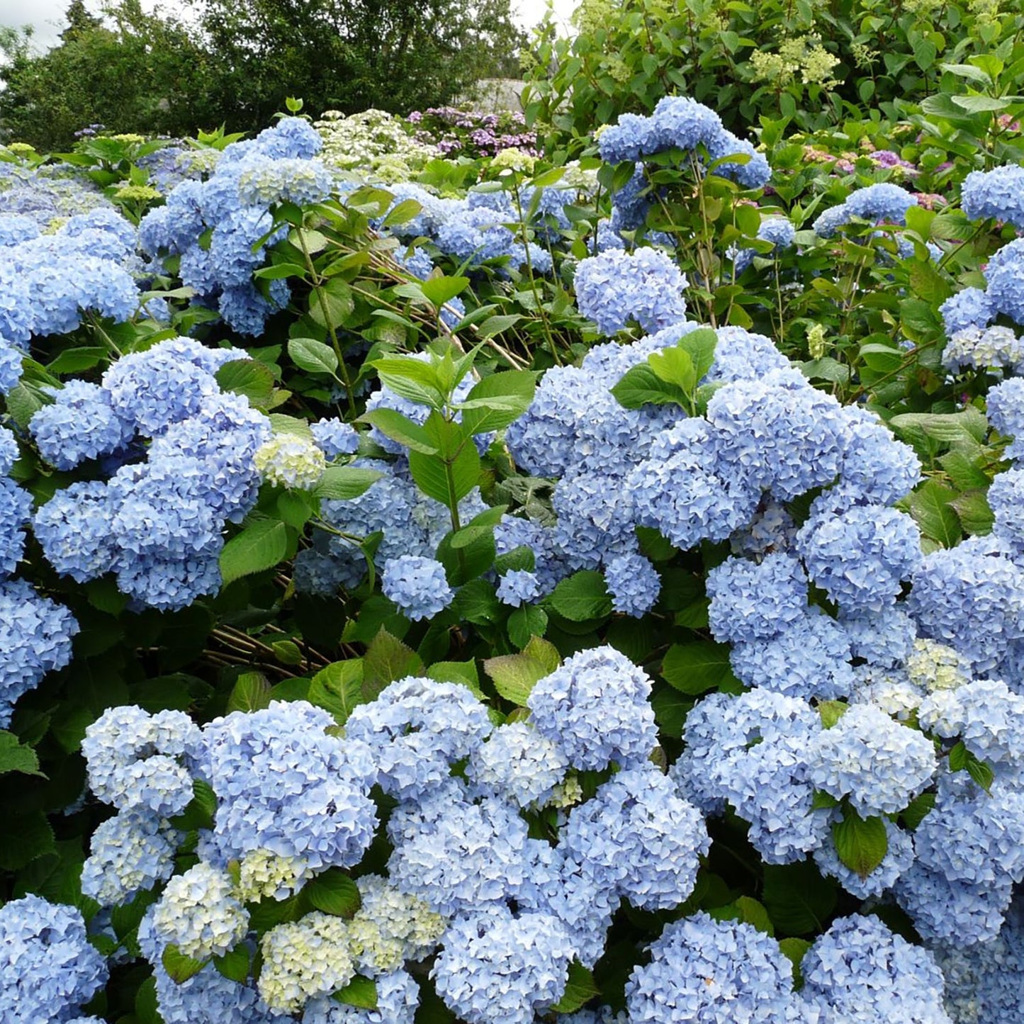 Let's Dance Rhythmic Blue Hydrangea