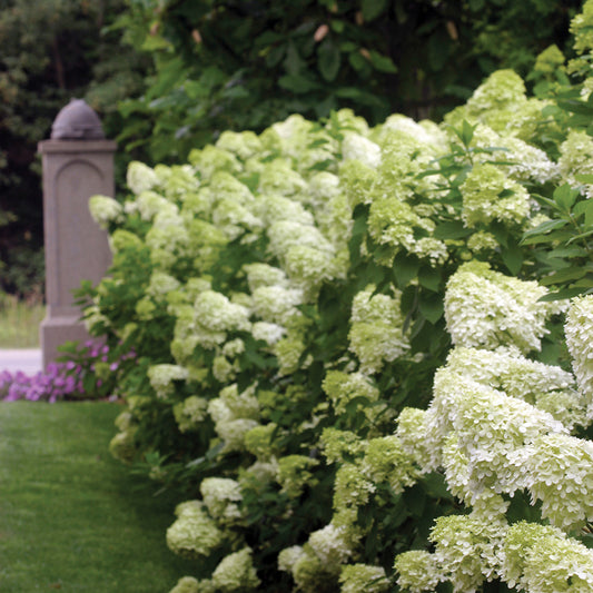 Limelight Hydrangea 2 Gallon