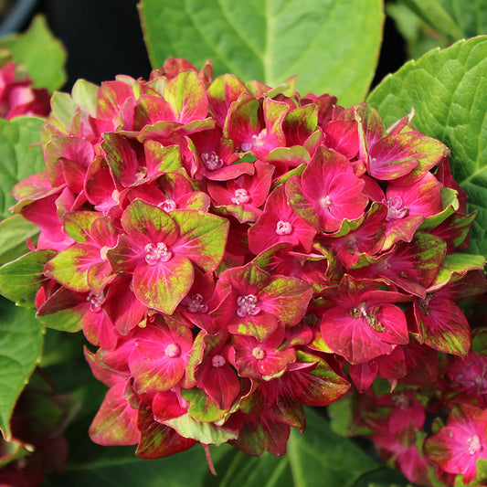 Next Generation Pistachio Hydrangea