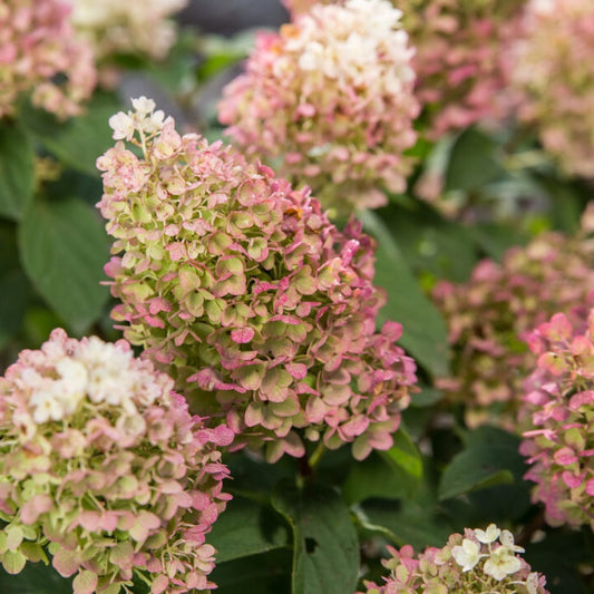 Little Hottie Hydrangea 2 Gallon