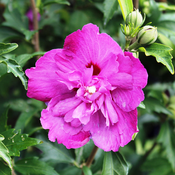 Purple Ruffles Rose of Sharon