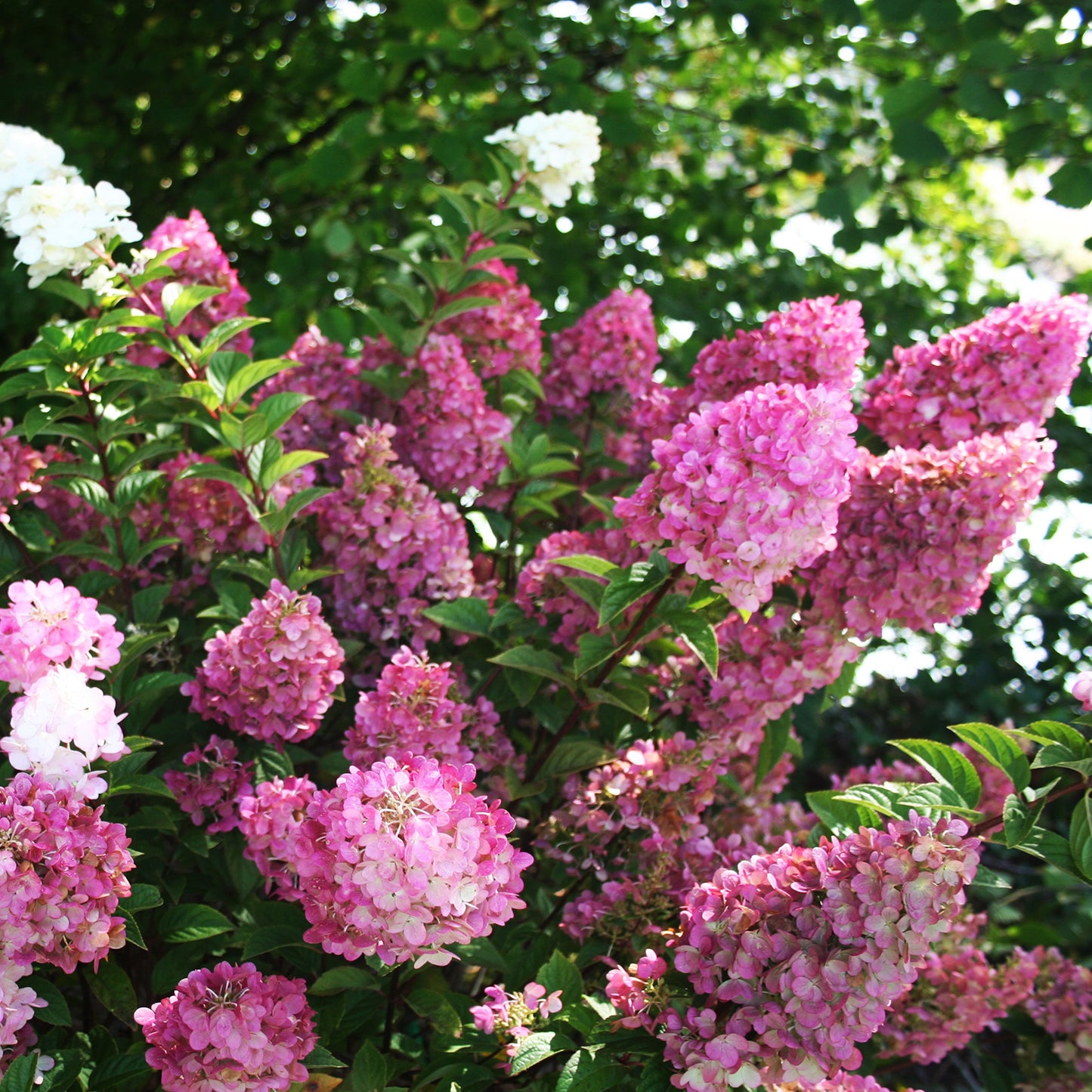 Strawberry Sundae Hydrangea 2 Gallon