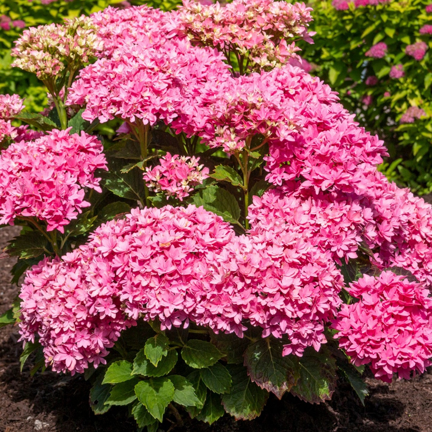 Starfield Hydrangea 2 Gallon