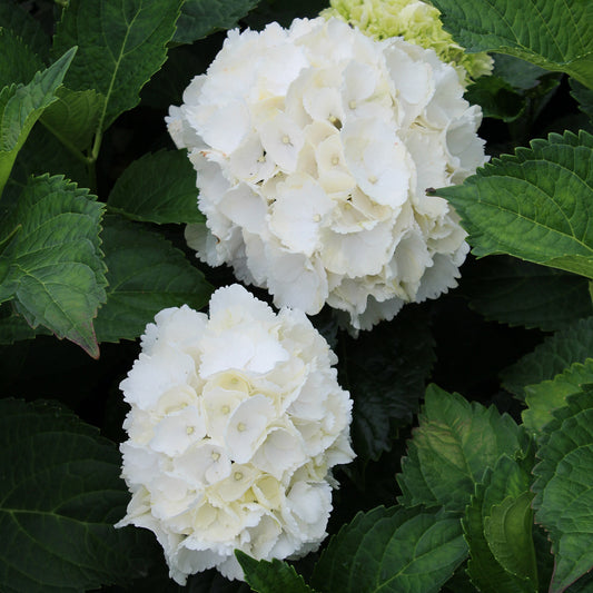 Galaxy White Hydrangea 2 Gallon