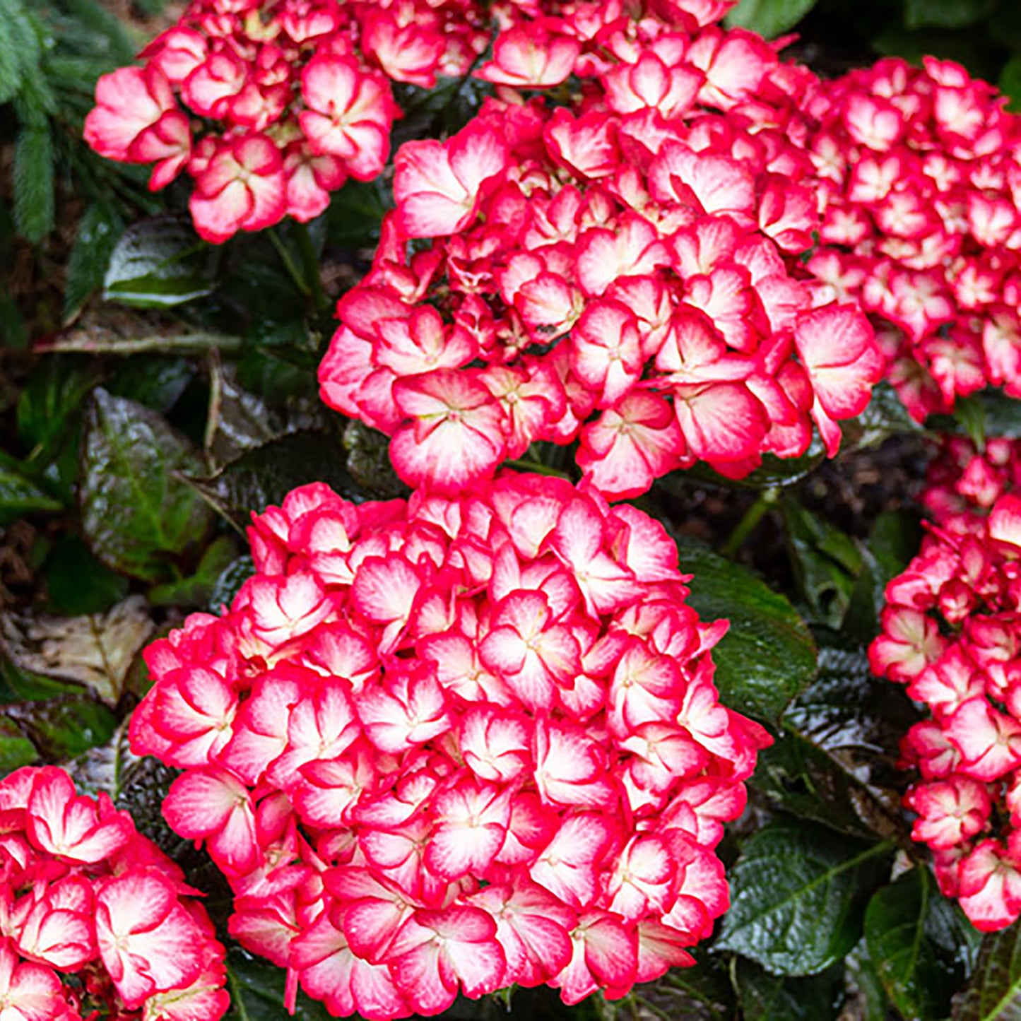 Kimono Hydrangea 2 Gallon