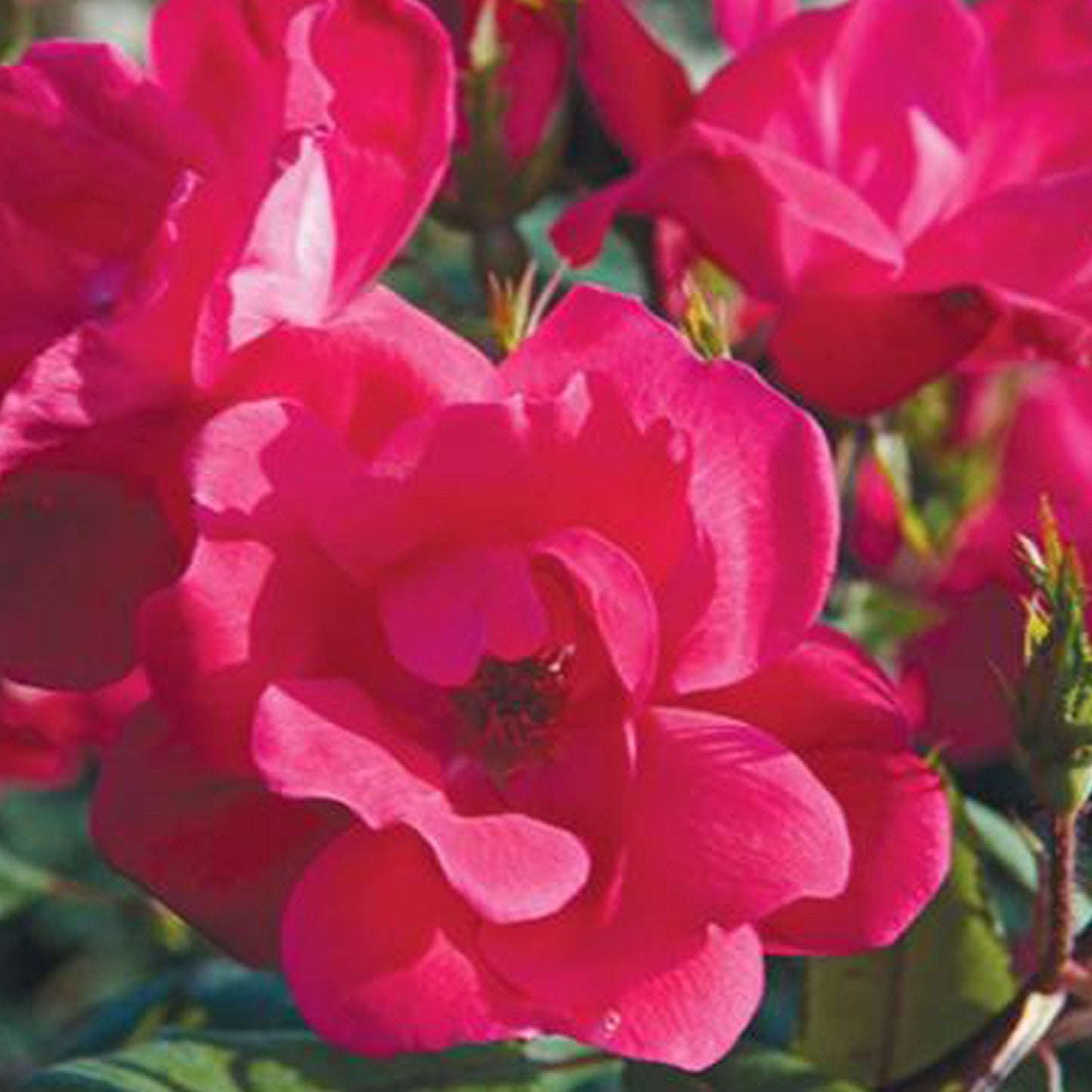 Knock Out Shrub Rose