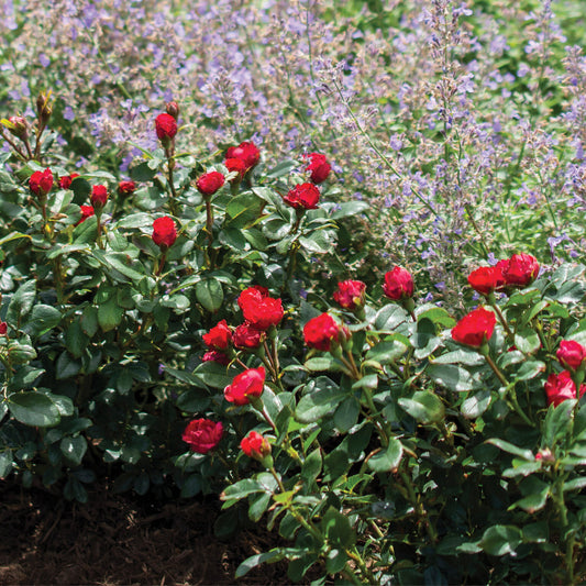 Petite Knock Out-Shrub Rose 2 Gallon