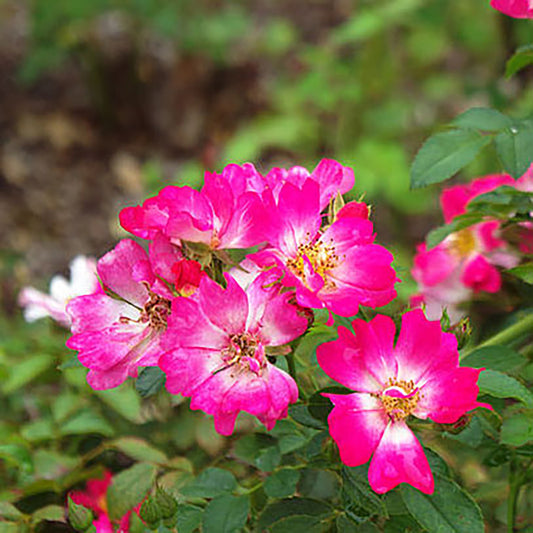 Pink Drift Rose 2 Gallon