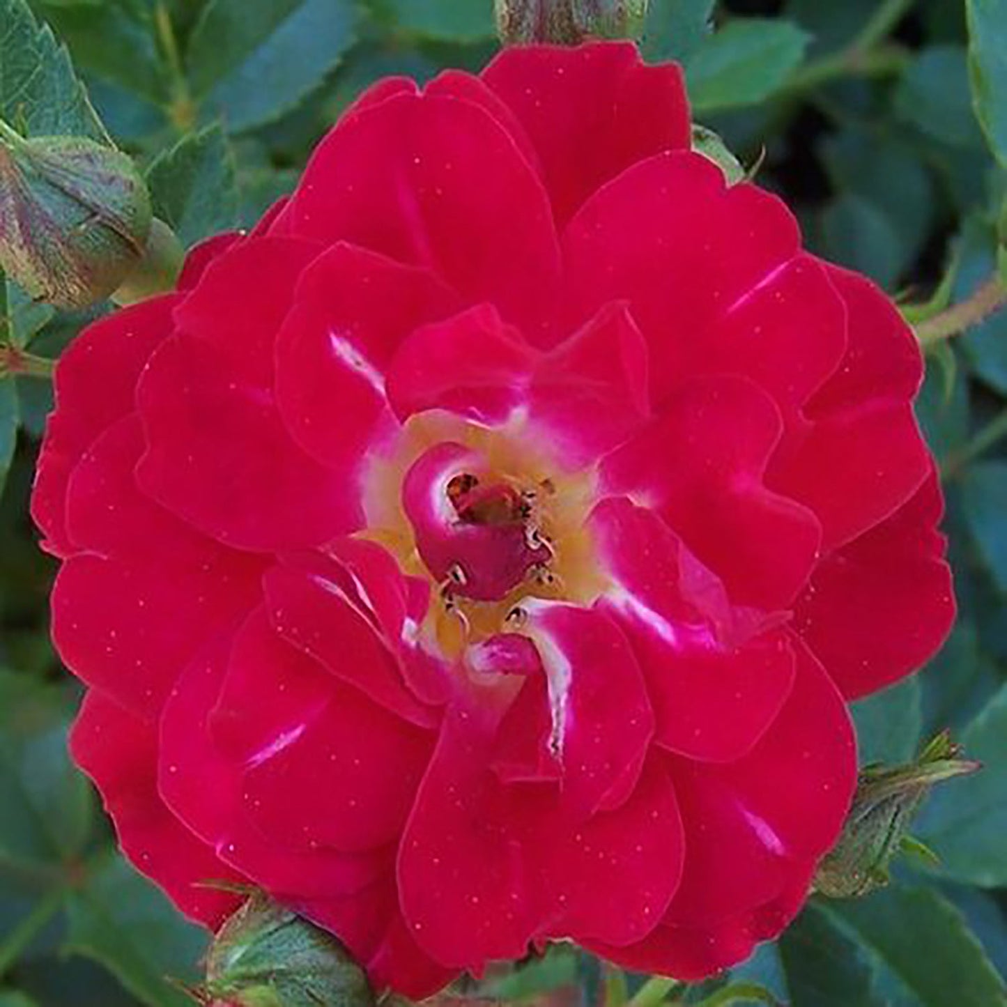 Red Drift Rose