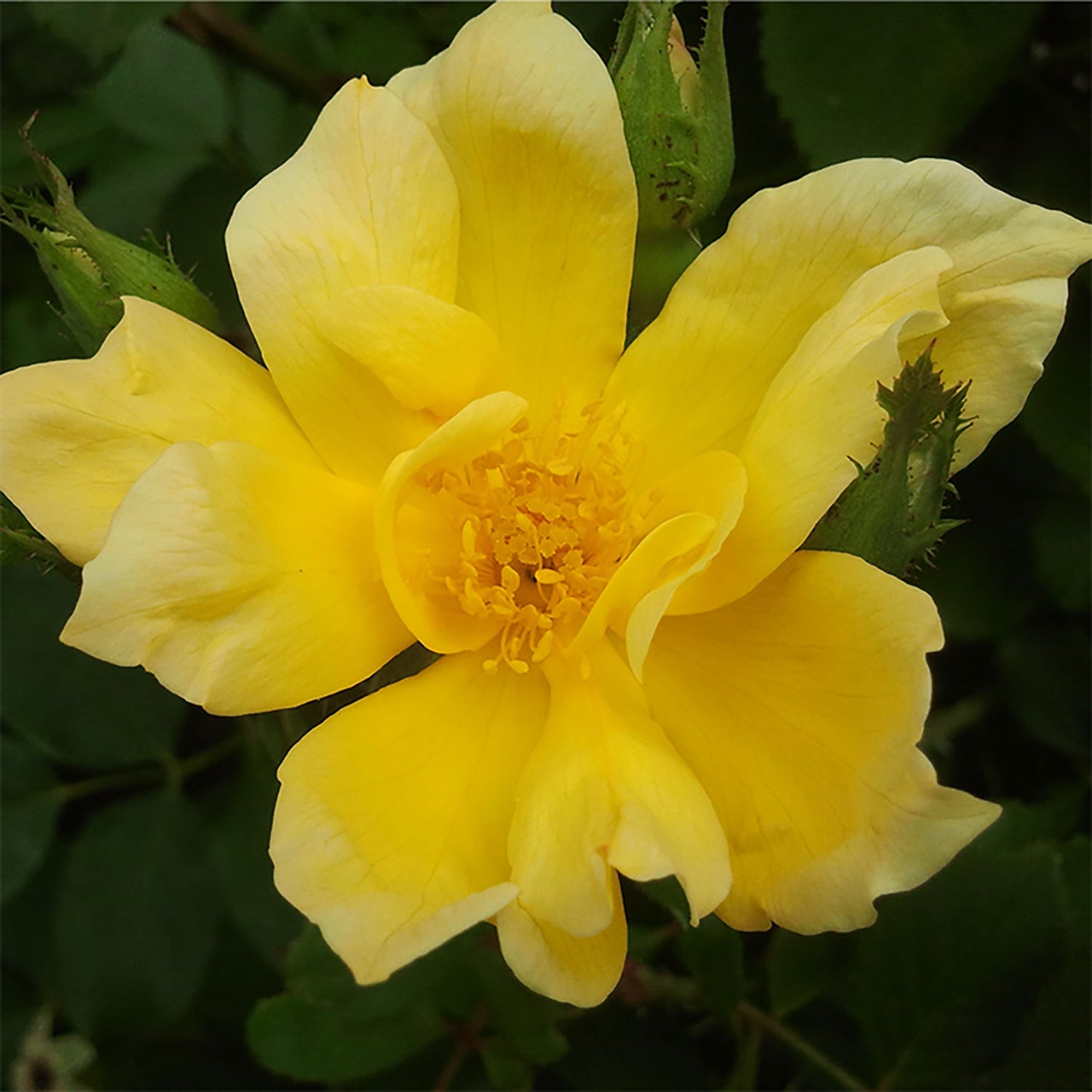 Sunny Knock Out Shrub Rose