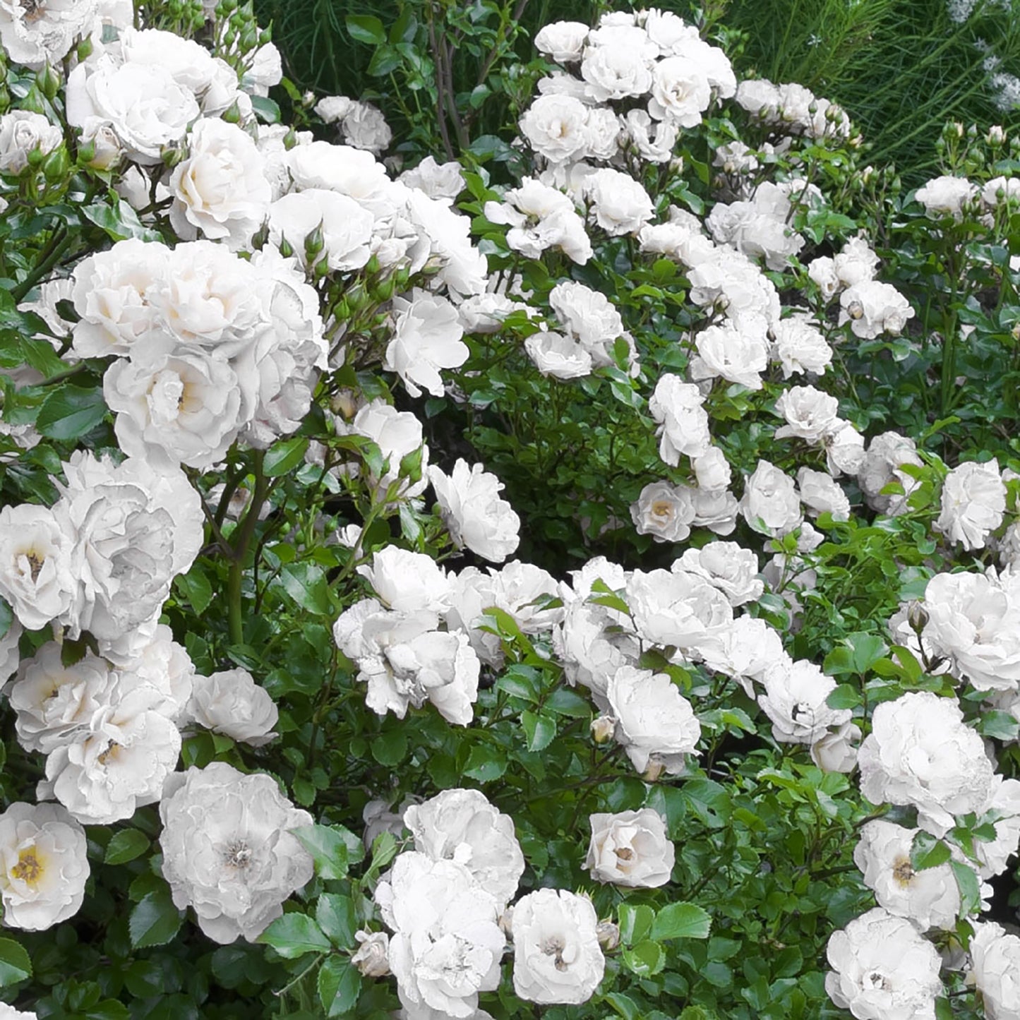 White Drift-Rose 2 Gallon